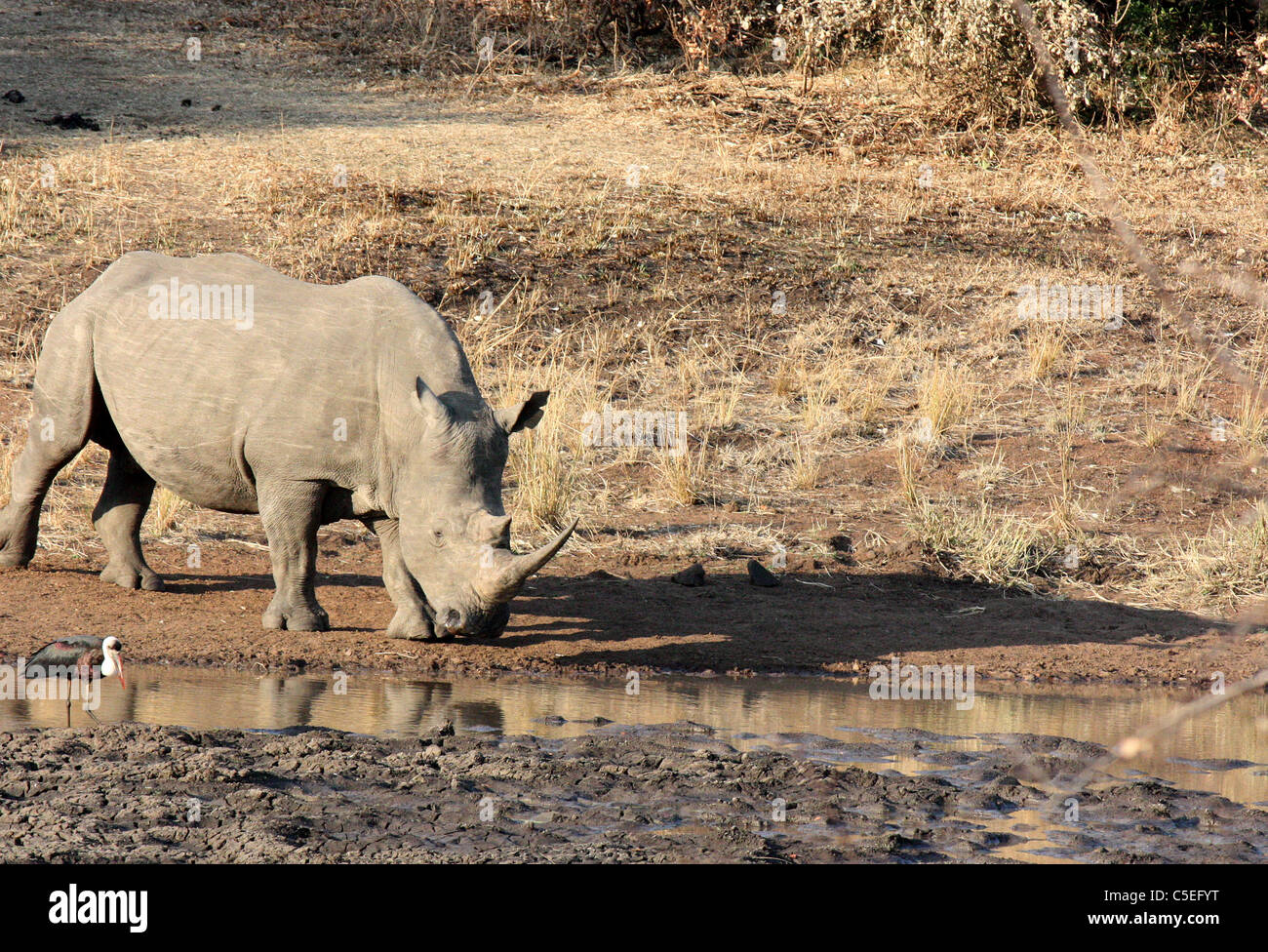 white rhino at Phinda wildlife reserve, South Africa Stock Photo Alamy