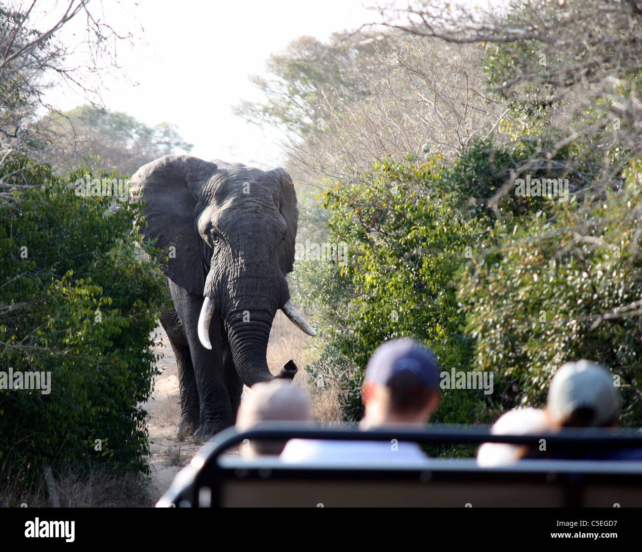 Bull elephant, Phinda wildlife reserve, South Africa Stock Photo Alamy