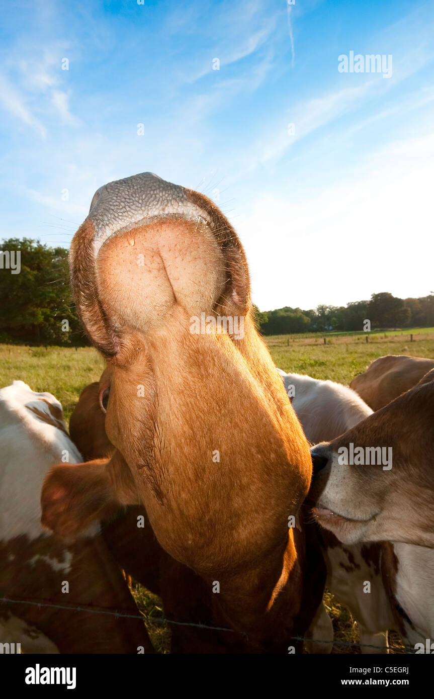 Cow faces hi-res stock photography and images - Alamy