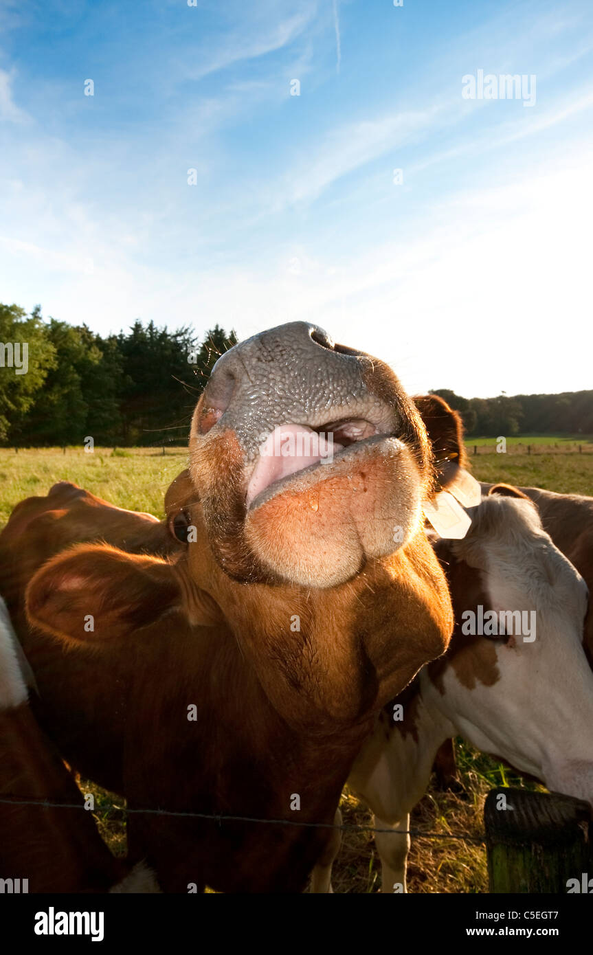 Cow making funny faces in the camera Stock Photo