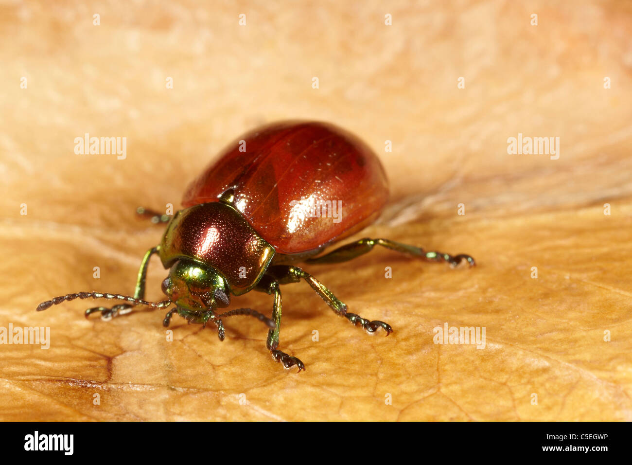 leaf-beetle-chrysolina-polita-hi-res-stock-photography-and-images-alamy