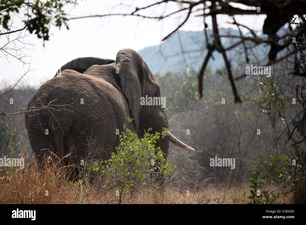 Bull elephant, Phinda wildlife reserve, south africa Stock Photo Alamy