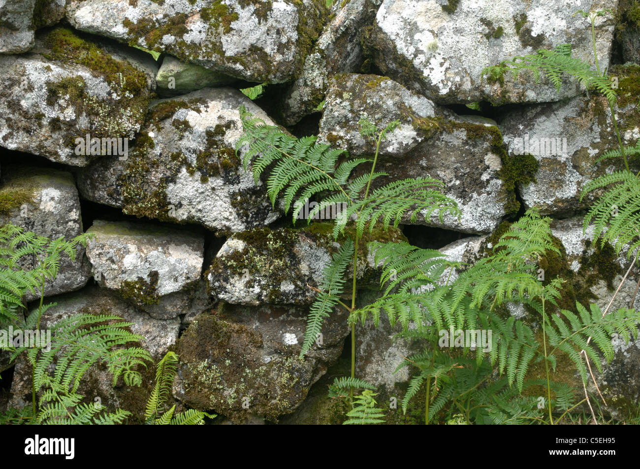 Dry stone wall, Cornwall, Great Britain. Stock Photo