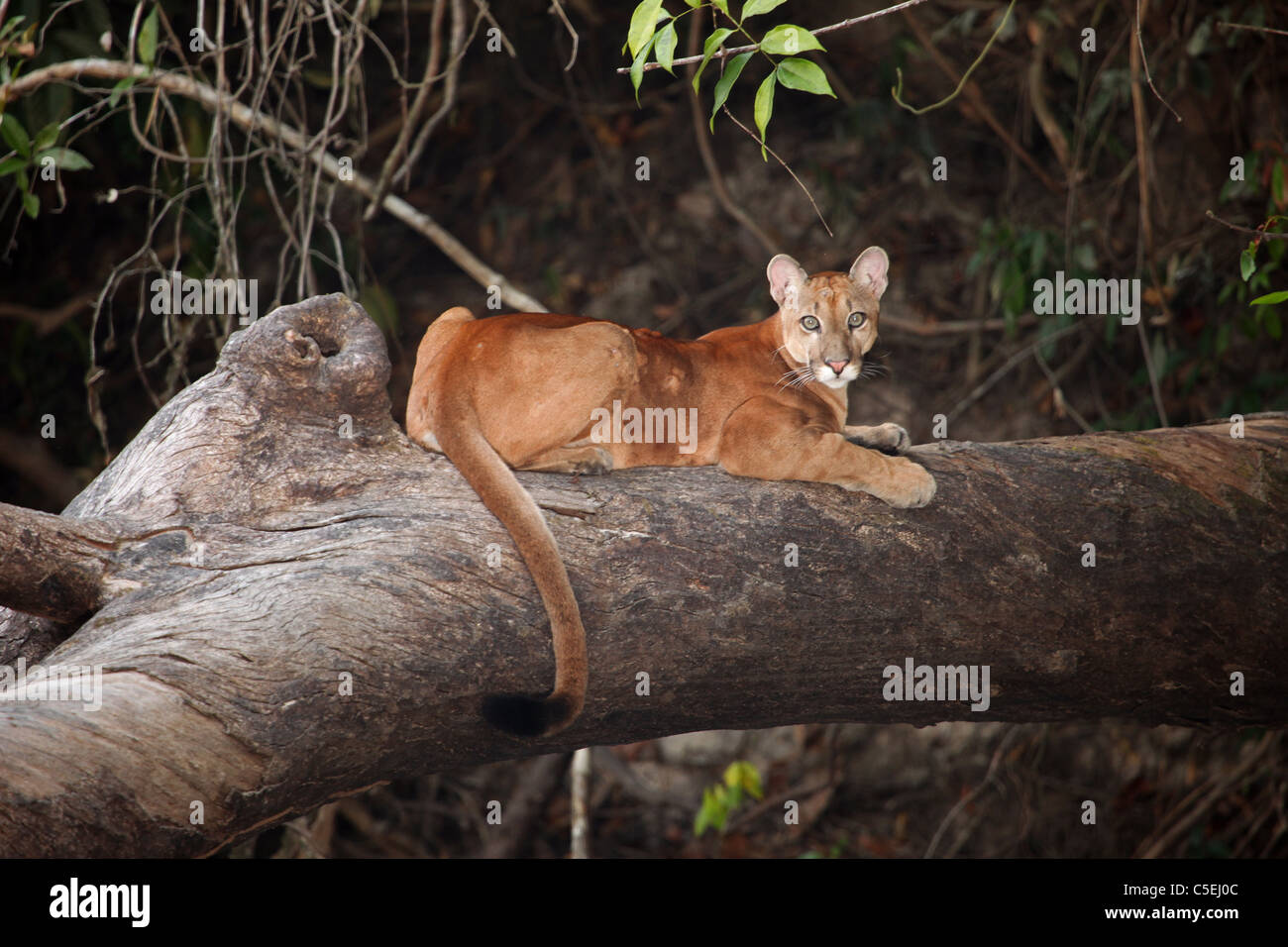 Puma, Felis concolor, Pantanal Brazil Stock Photo - Alamy