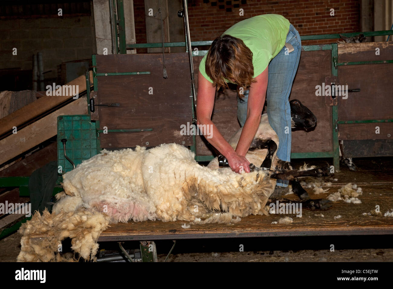 Woman sheep shearing hires stock photography and images Alamy