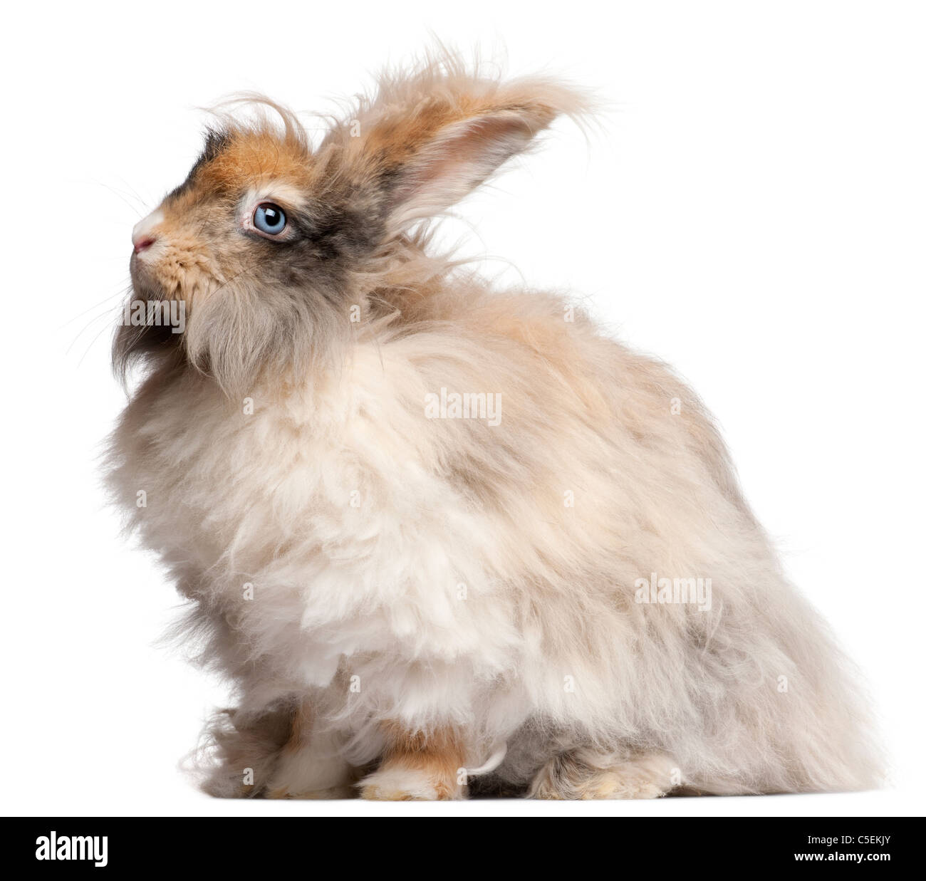 English Angora rabbit in front of white background Stock Photo