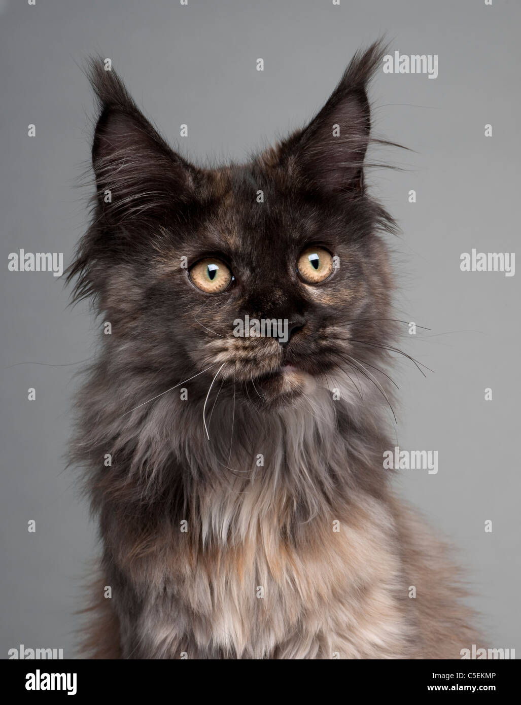 Maine Coon 5 Mois