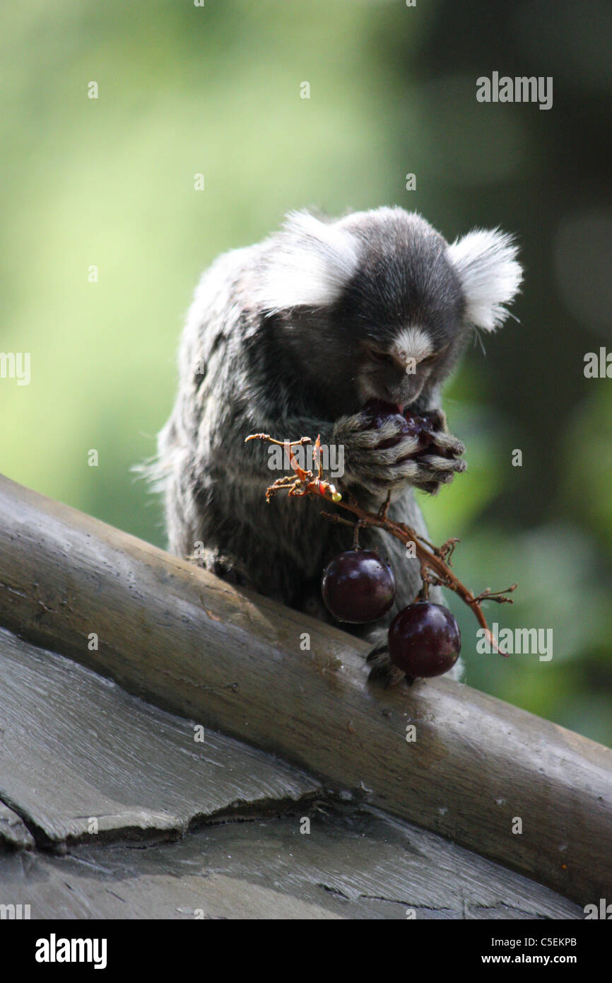 Marmoset monkey eating grape at Longleat safari and adventure park