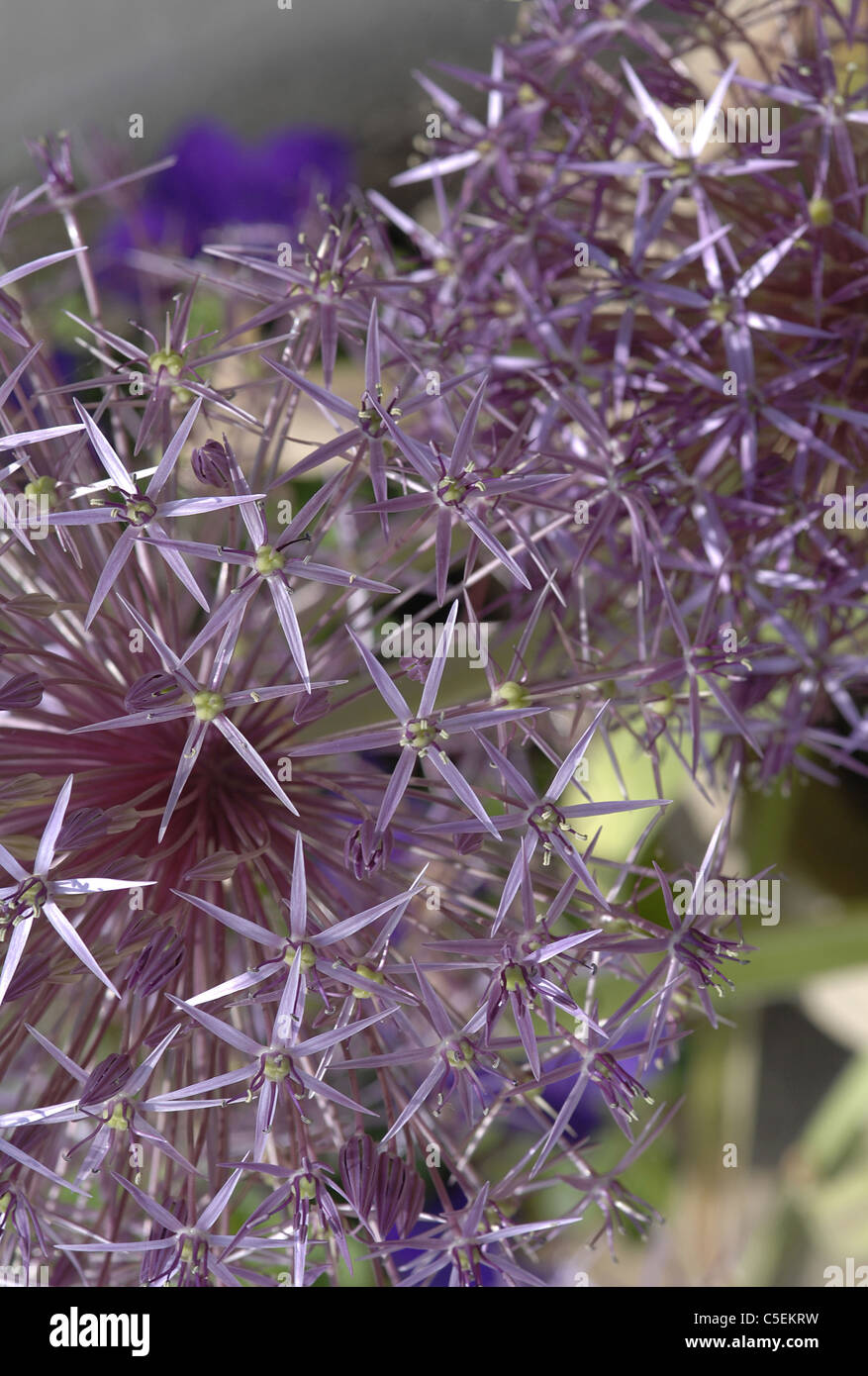 Purple Alium taken in country garden. UK. Macro image. Stock Photo