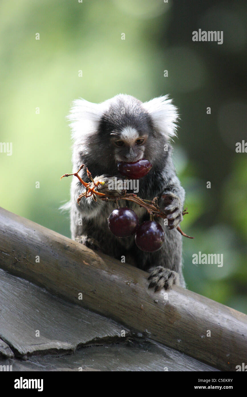 marmoset monkey eating grape at Longleat safari and adventure park