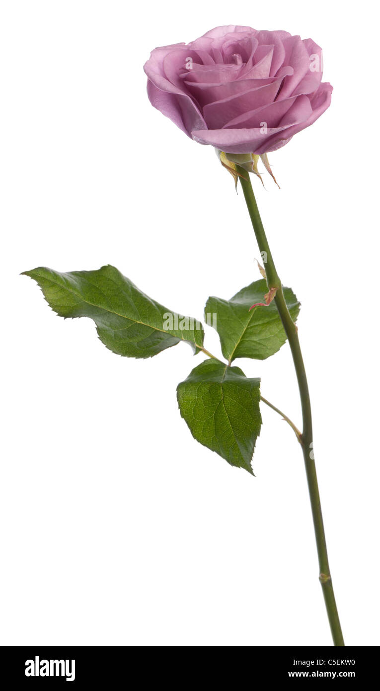 Rosa aqua rose in front of white background Stock Photo