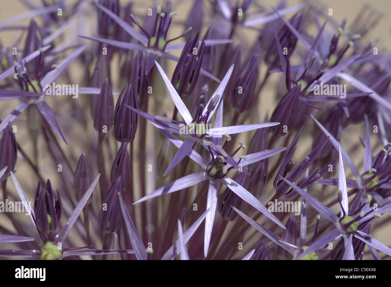 Purple Alium taken in country garden. UK. Macro image. Stock Photo