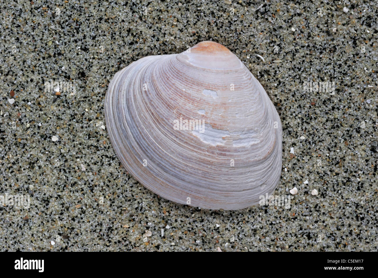 Fossil of the Carpet shell (Venerupis senescens) on beach Stock Photo