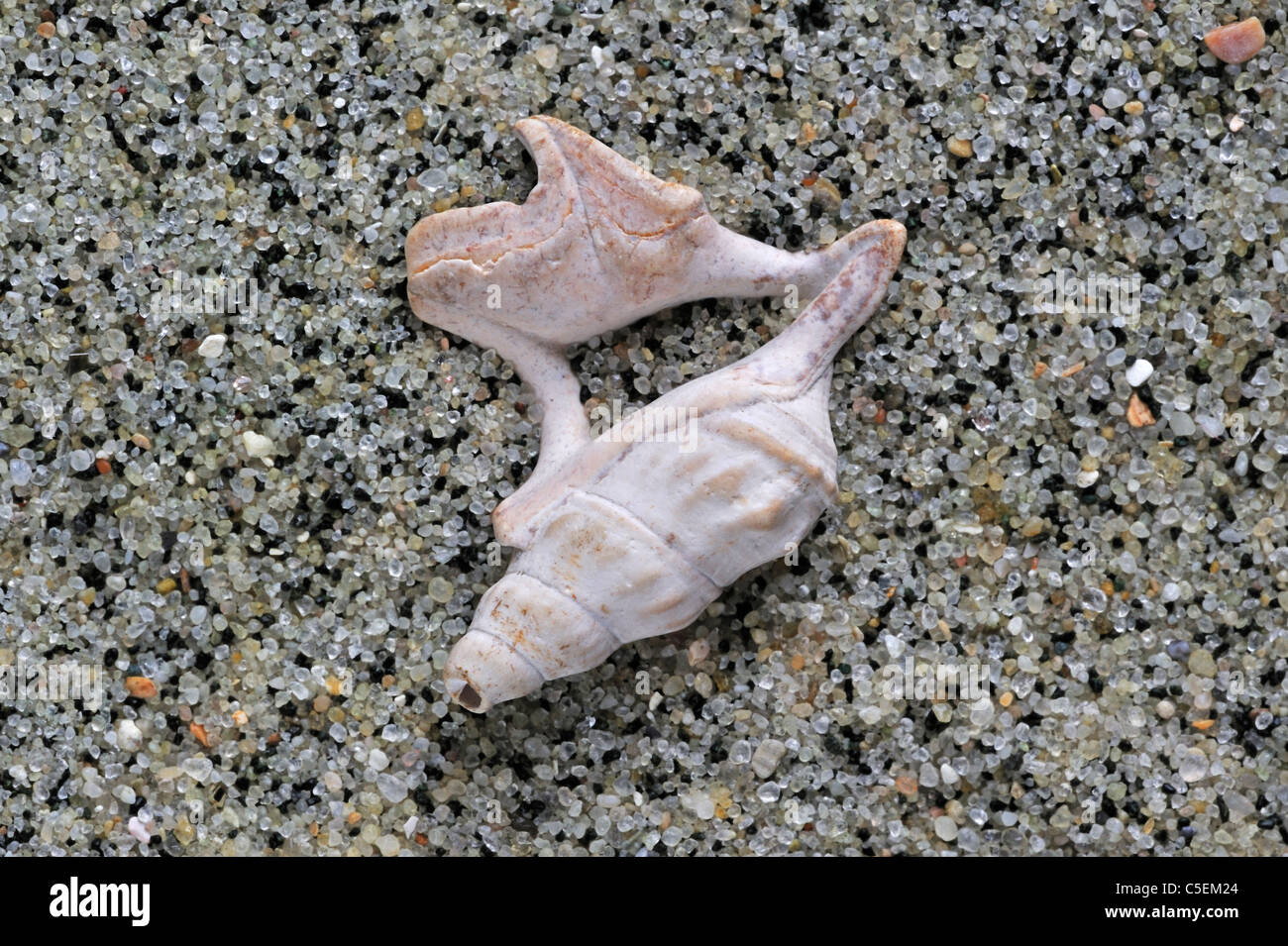 Pelican's foot (Aporrhais pespelicanis) fossilized shell on beach, Belgium Stock Photo