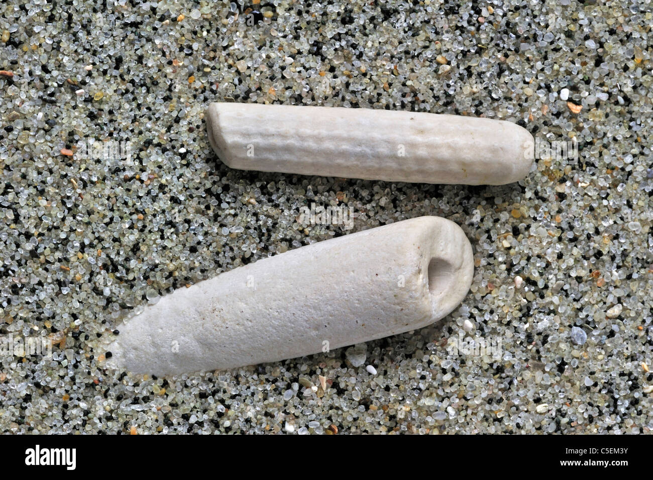 Fossil fragment of Sea lily shells (Crinozoa sp.) on beach, the Netherlands Stock Photo