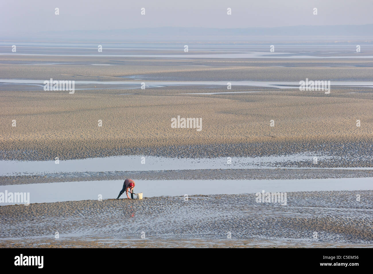 Man, equipped with clamming rake and bucket, digging for clams in the tidal mud flats of the Bay of the Somme, Picardy, France Stock Photo