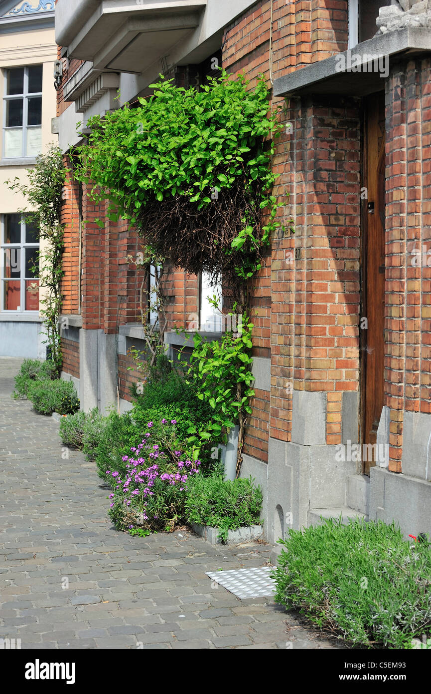 Climbing plant and flowers decorating house front / facade in town, Belgium Stock Photo