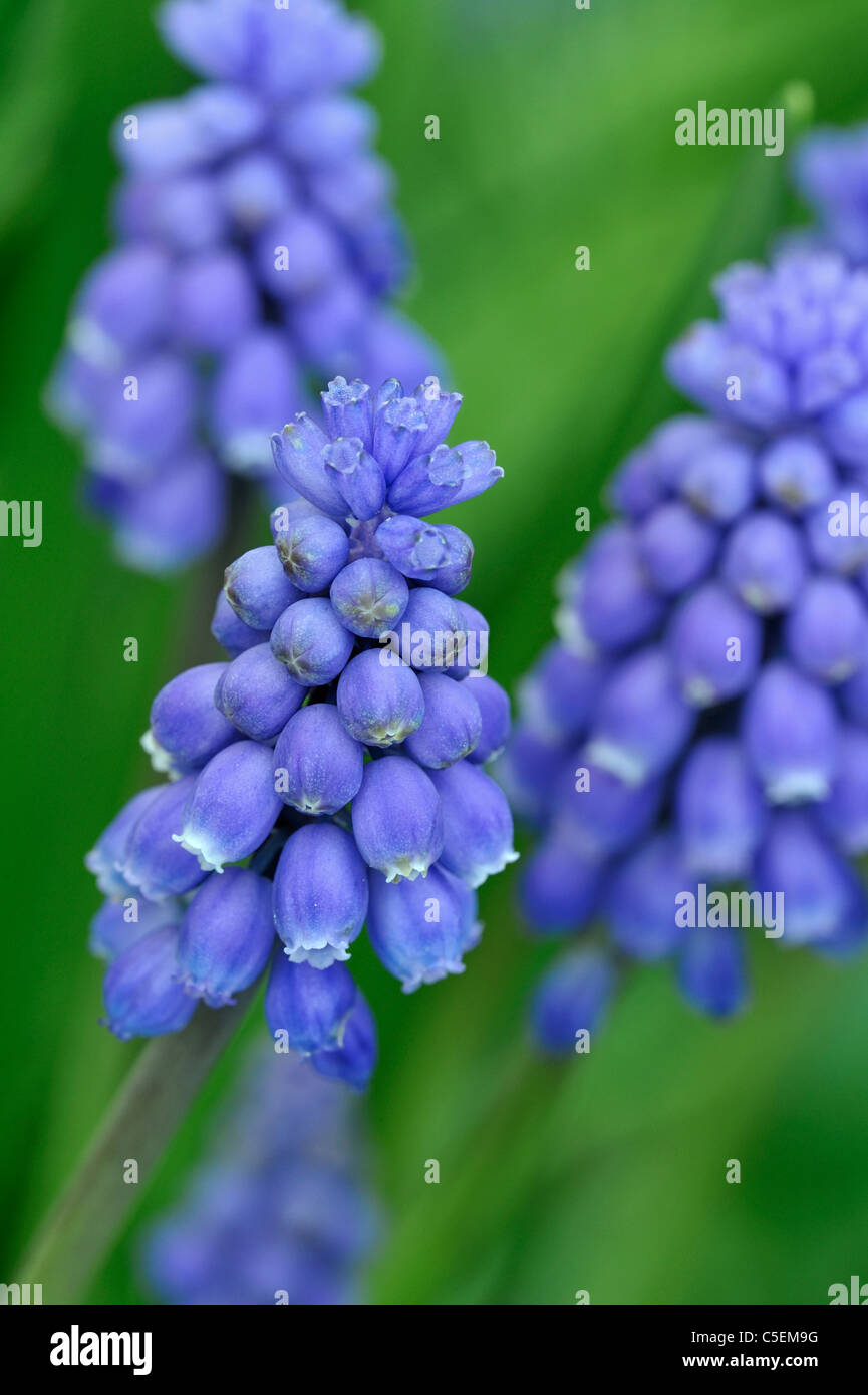 Common grape hyacinth (Muscari botryoides / Hyacinthus botryoides L.) in flower in garden, Belgium Stock Photo
