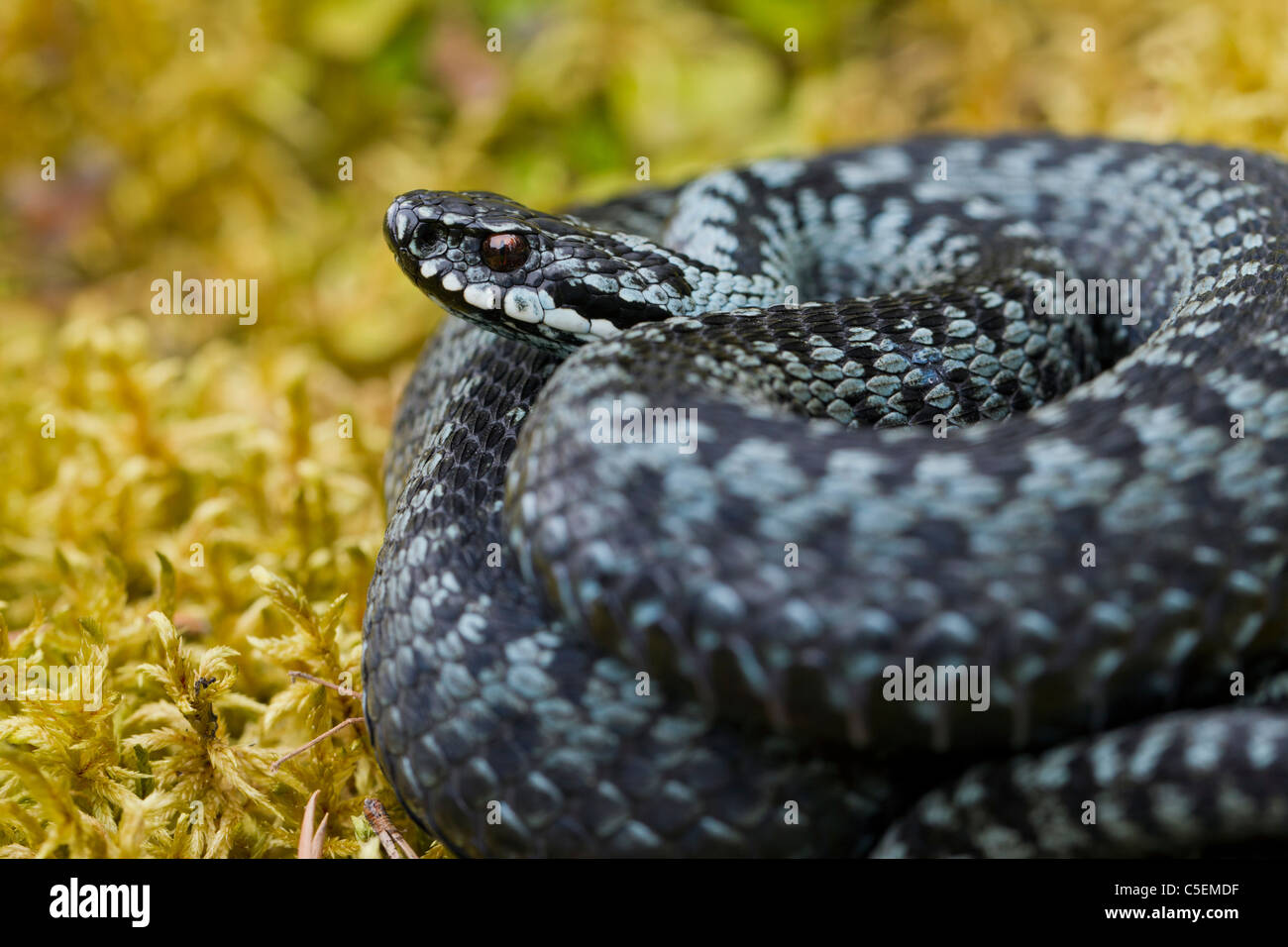 Common European adder / viper (Vipera berus) curled up in striking pose, grey color phase, Sweden Stock Photo