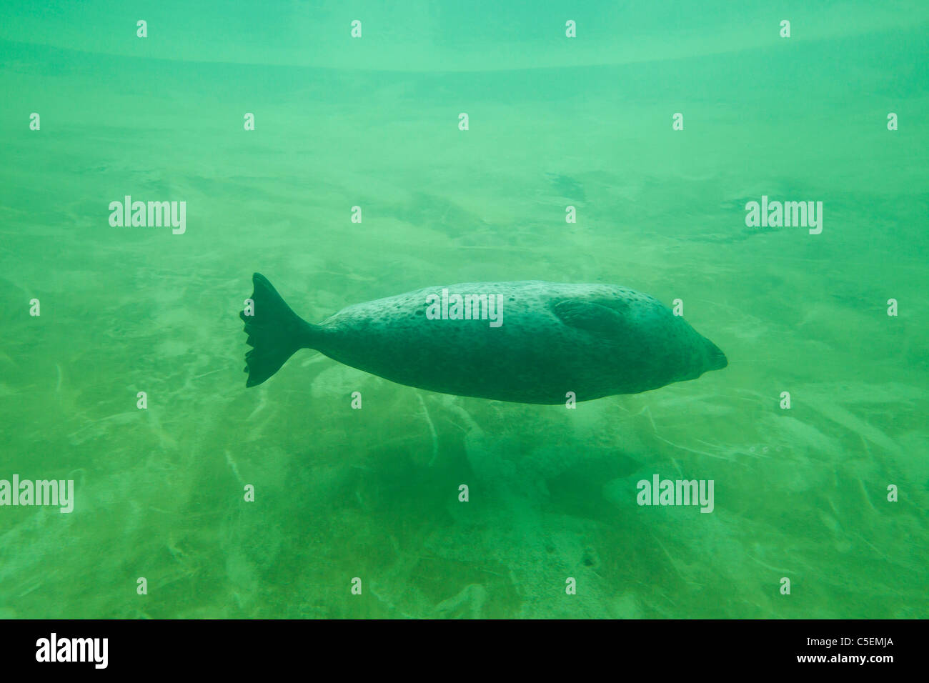 Common Seal / harbor seal (Phoca vitulina) diving underwater Stock Photo