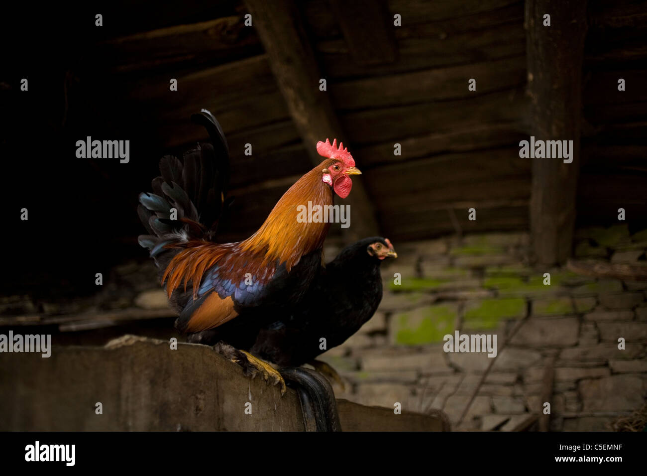 A rooster and a hen stand in a chicken coop in the French Way of St. James Way, Spain Stock Photo