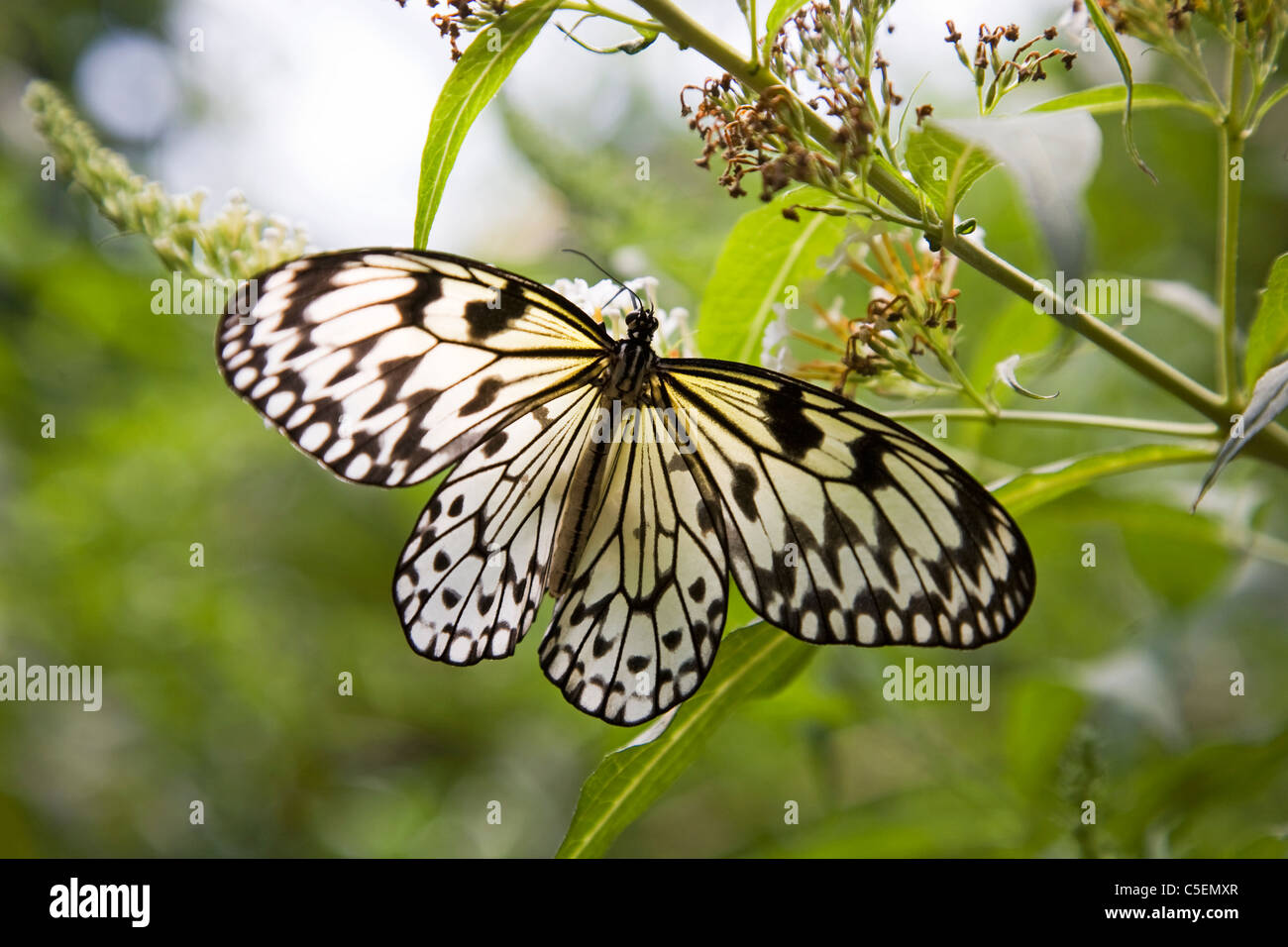 White tree nymph butterfly, Idea leuconoe, common to Malaysia Stock ...