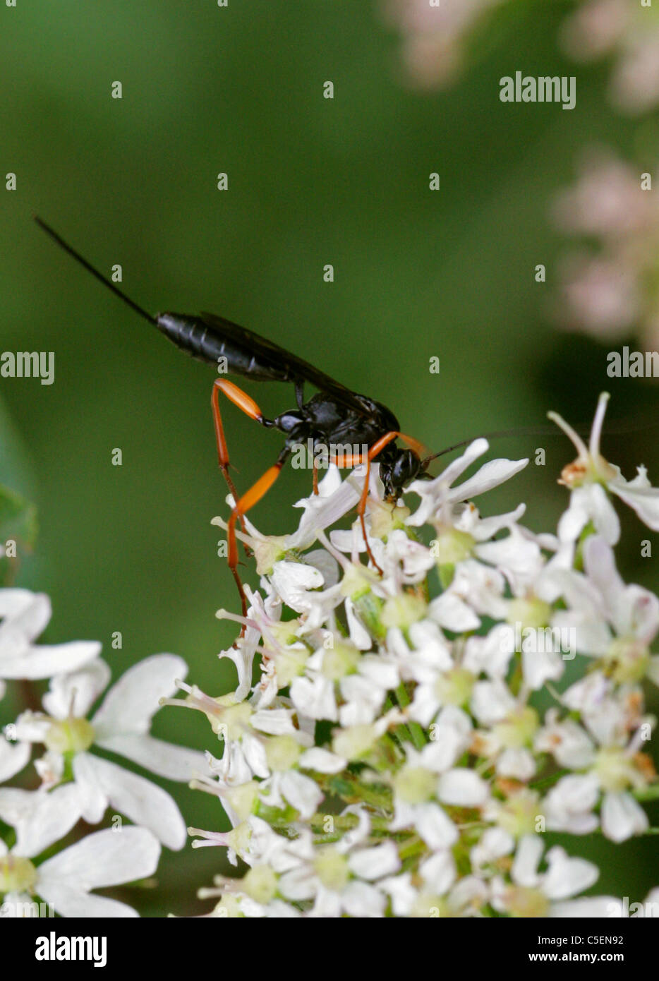 Ichneumon Wasp, Pimpla hypochondriaca, Ichneumonidae, Apocrita, Hymenoptera. Stock Photo