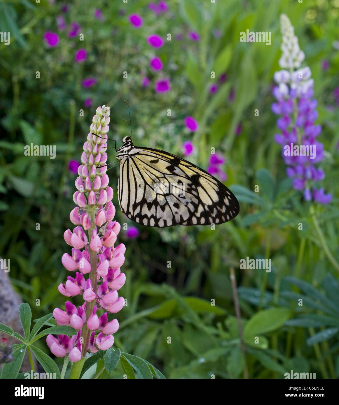 White tree nymph butterfly, Idea leuconoe, common to rain forests and tropical climates Stock Photo