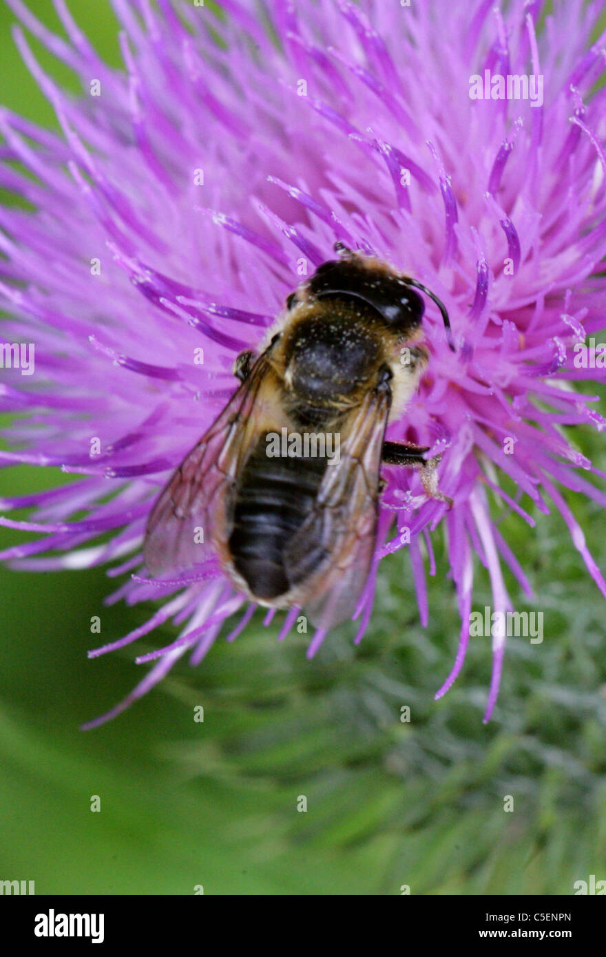 Patchwork Leafcutter Bee, Megachile centuncularis, Megachilidae