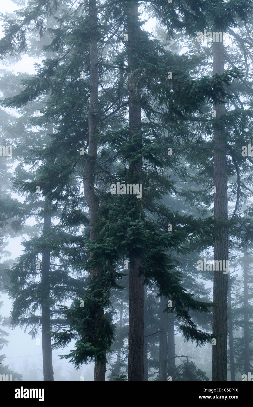 Moist evergreen rainforest hires stock photography and images Alamy