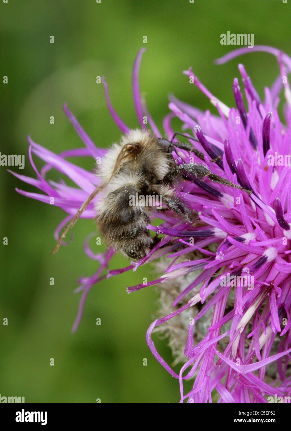 Shrill Carder Bee, Bombus sylvarum, Apidae, Apoidea, Apocrita, Hymenoptera. Stock Photo
