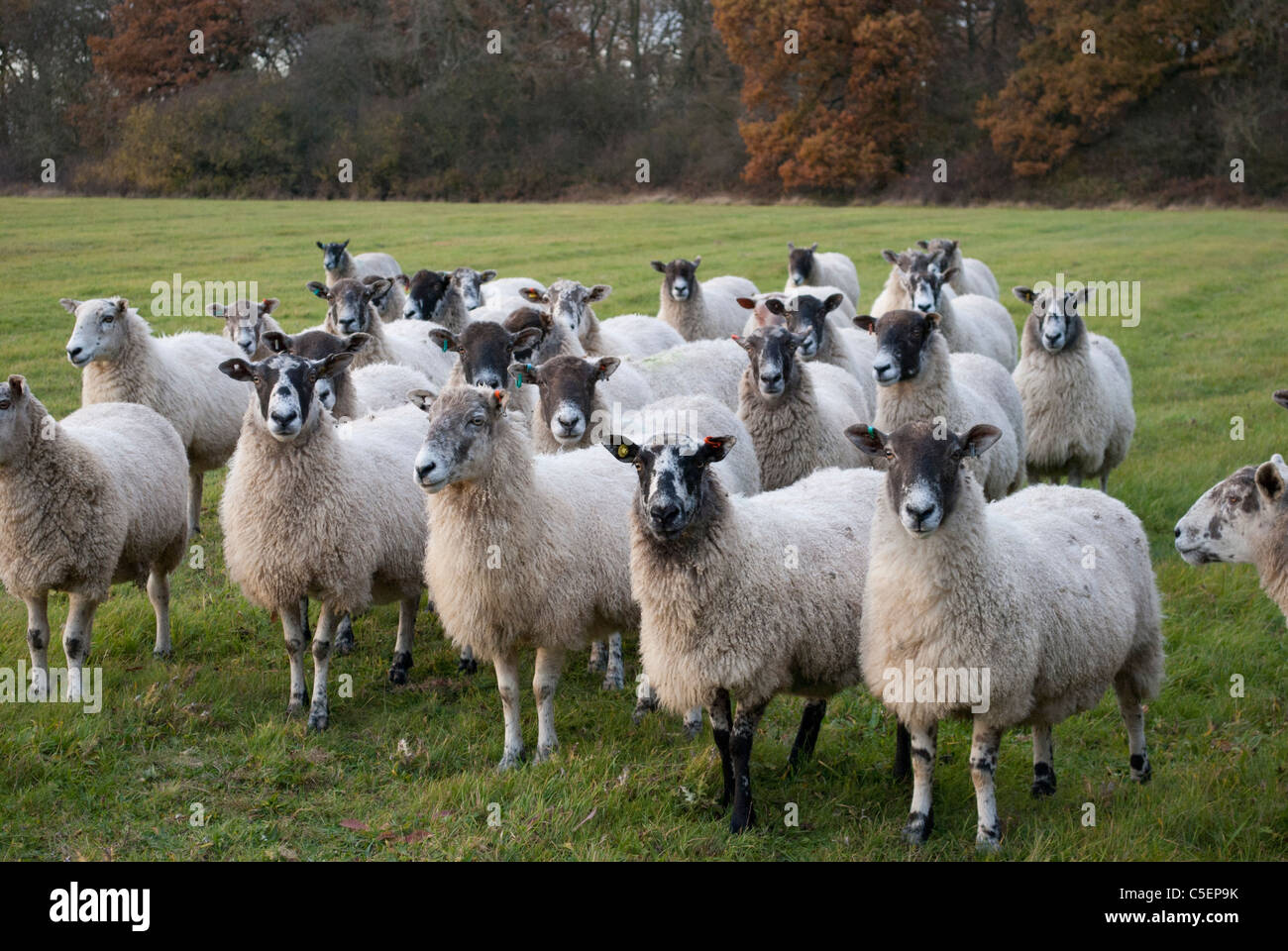 Flock of sheep some with black faces in grass field in front of trees ...