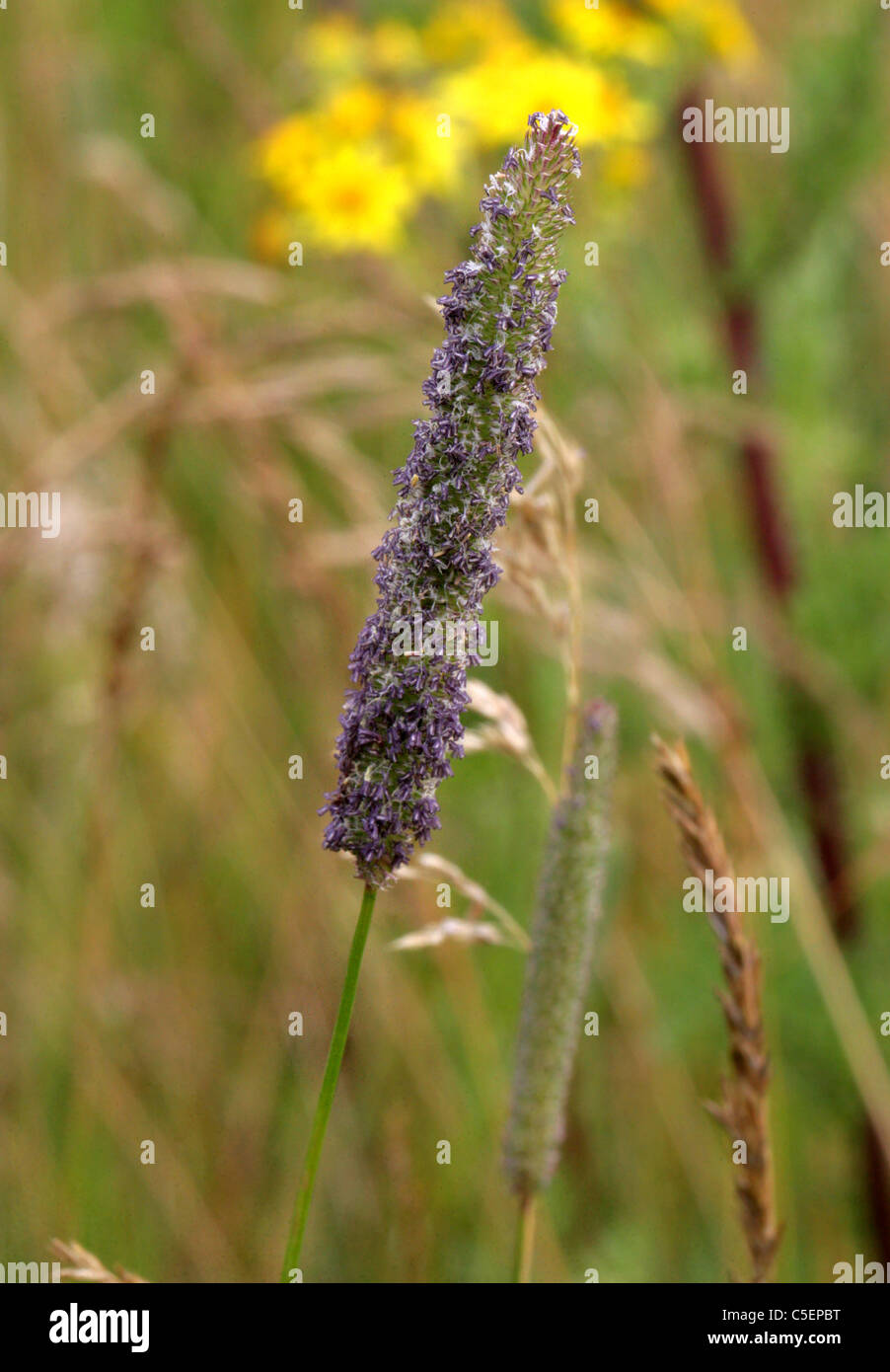 Timothy or Cat's-tail Grass, Phleum pratense, Aveneae, Pooideae, Poaceae. Syn. Alopecurus songaricus, Alopecurus alpinus. Stock Photo