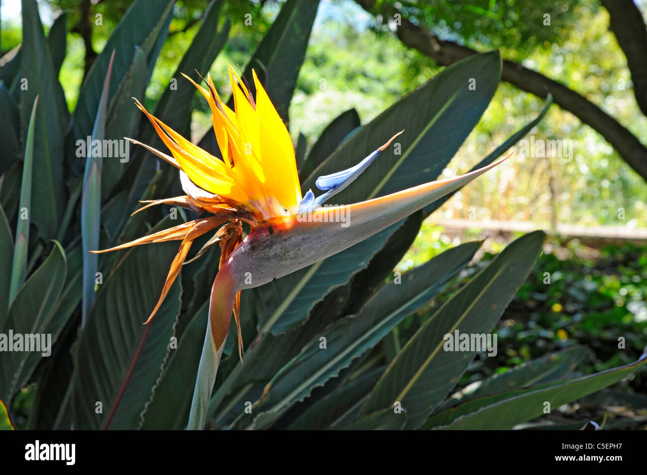 Orange Bird of Paradise Flower Kauai Hawaii pacific ocean Stock Photo