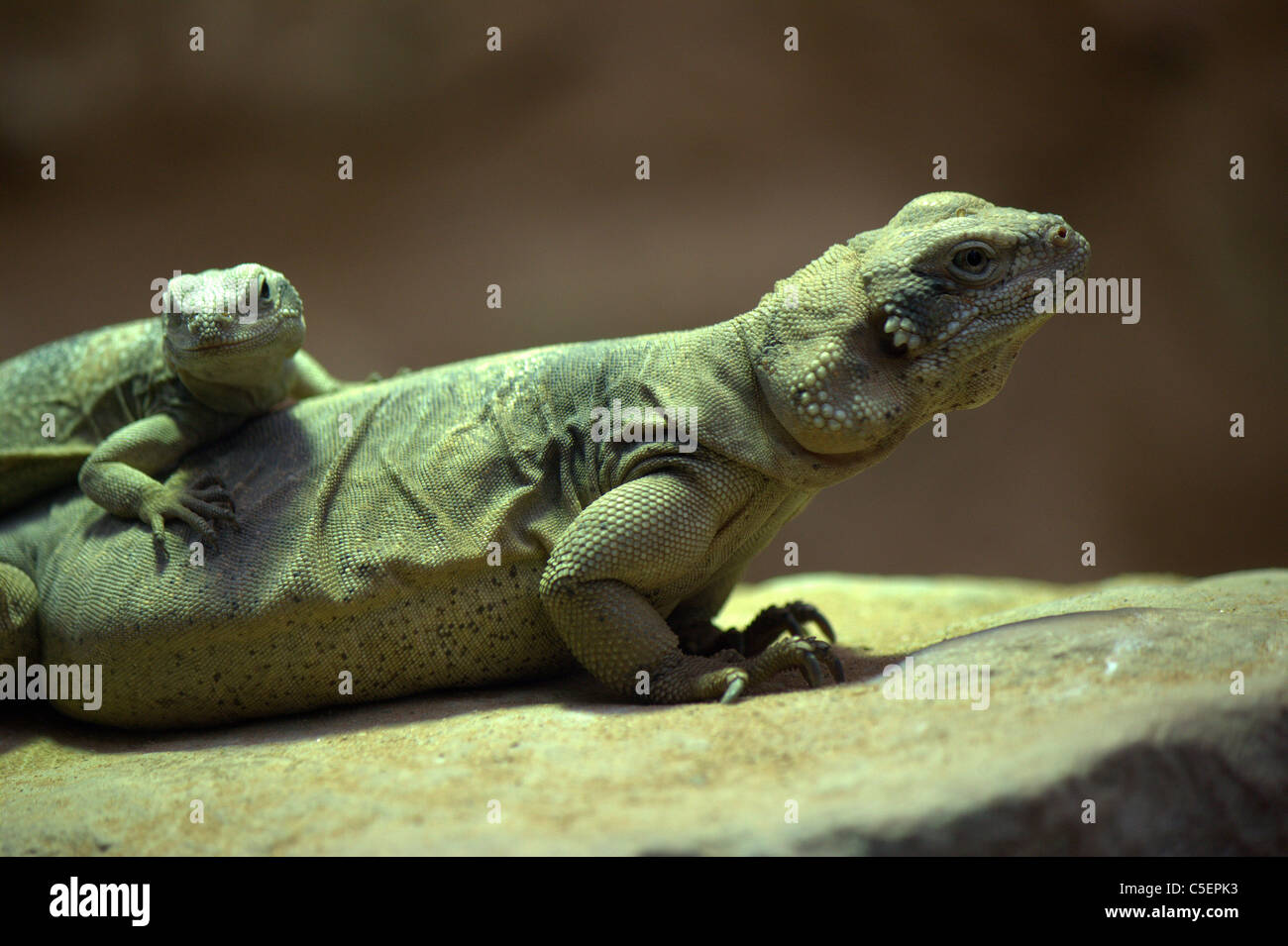 Lizard (reptile) at Bristol zoo Stock Photo Alamy