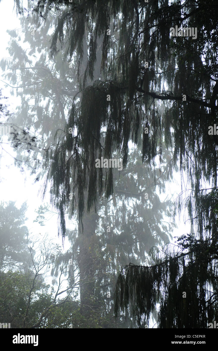 Rain forest rimu and totara trees in misty Whataroa West Coast South ...
