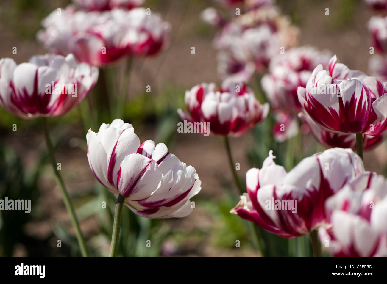 Tulipa ‘Carnaval de Nice’ in flower Stock Photo