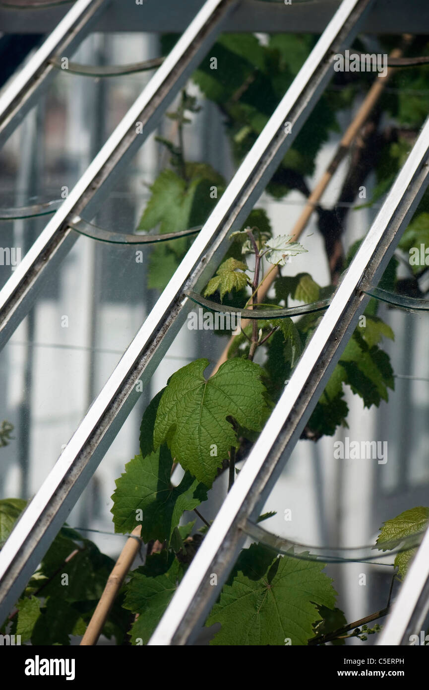 Vitis vinifera, Grape Vine, growing in The Vinery at The Lost Gardens of Heligan in Cornwall, England, United Kingdom Stock Photo