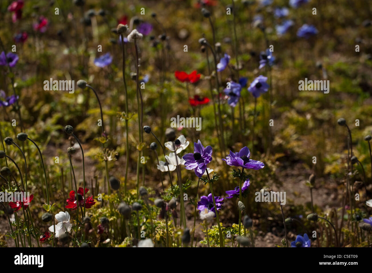 Mixed Anemone coronaria, 'St Brigid' and 'De Caen', Garden Anemones, in  bloom Stock Photo - Alamy