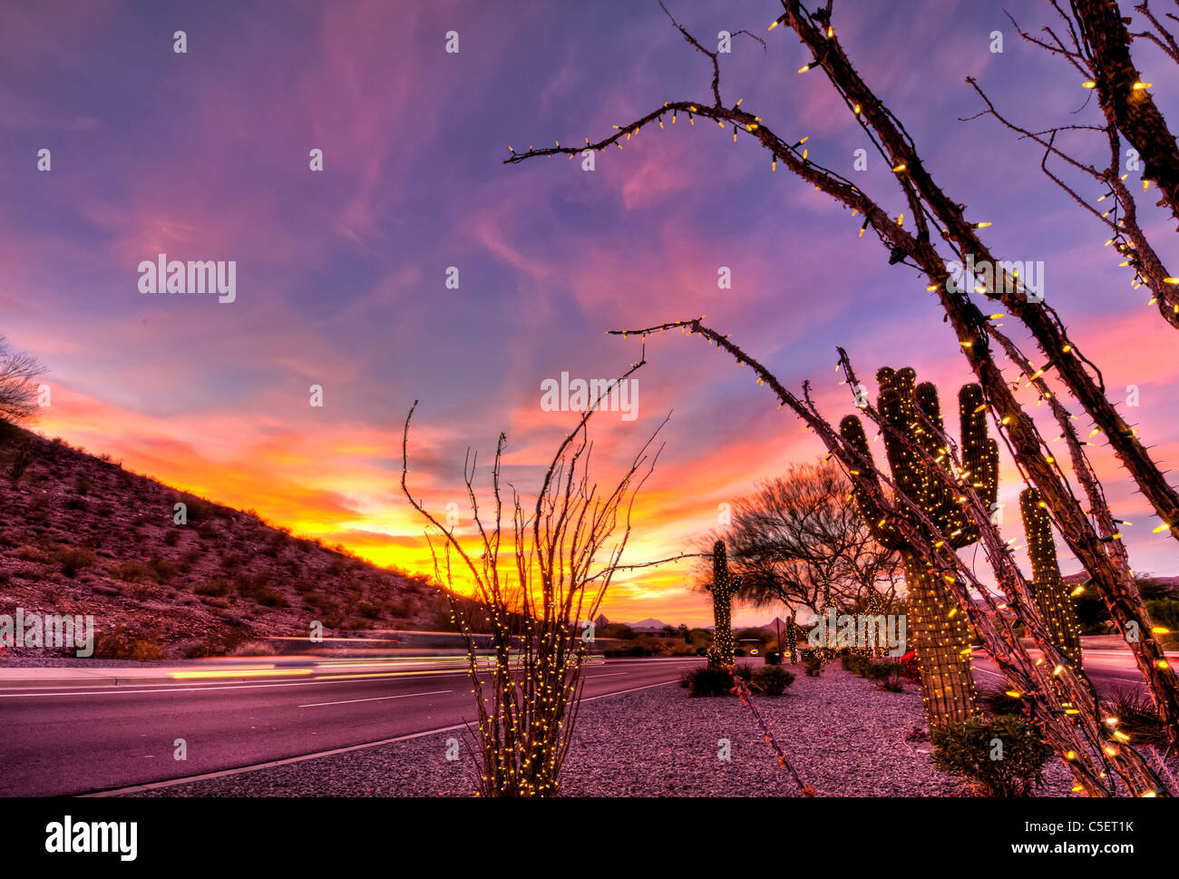 These huge Saguaro Cactus have been covered in Christmas lights for the Christmas season in Phoenix, AZ Stock Photo