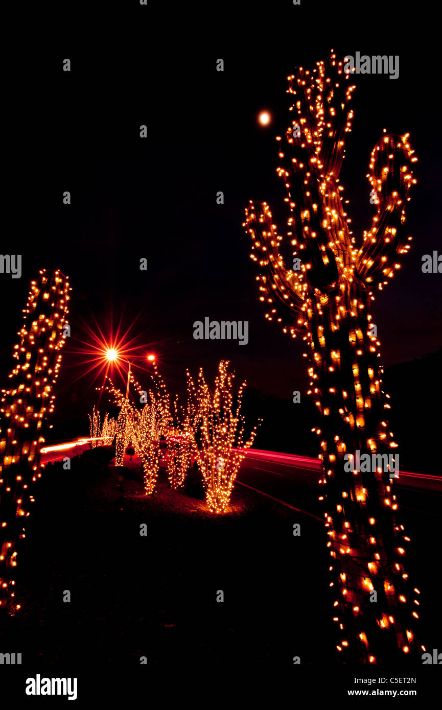 These huge Saguaro Cactus have been covered in Christmas lights for the Christmas season in Phoenix, AZ Stock Photo