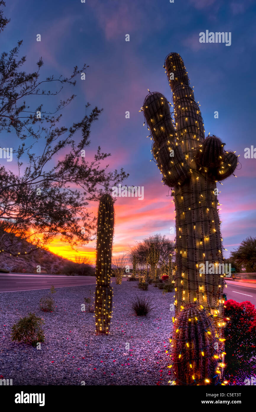 These huge Saguaro Cactus have been covered in Christmas lights for the Christmas season in Phoenix, AZ Stock Photo