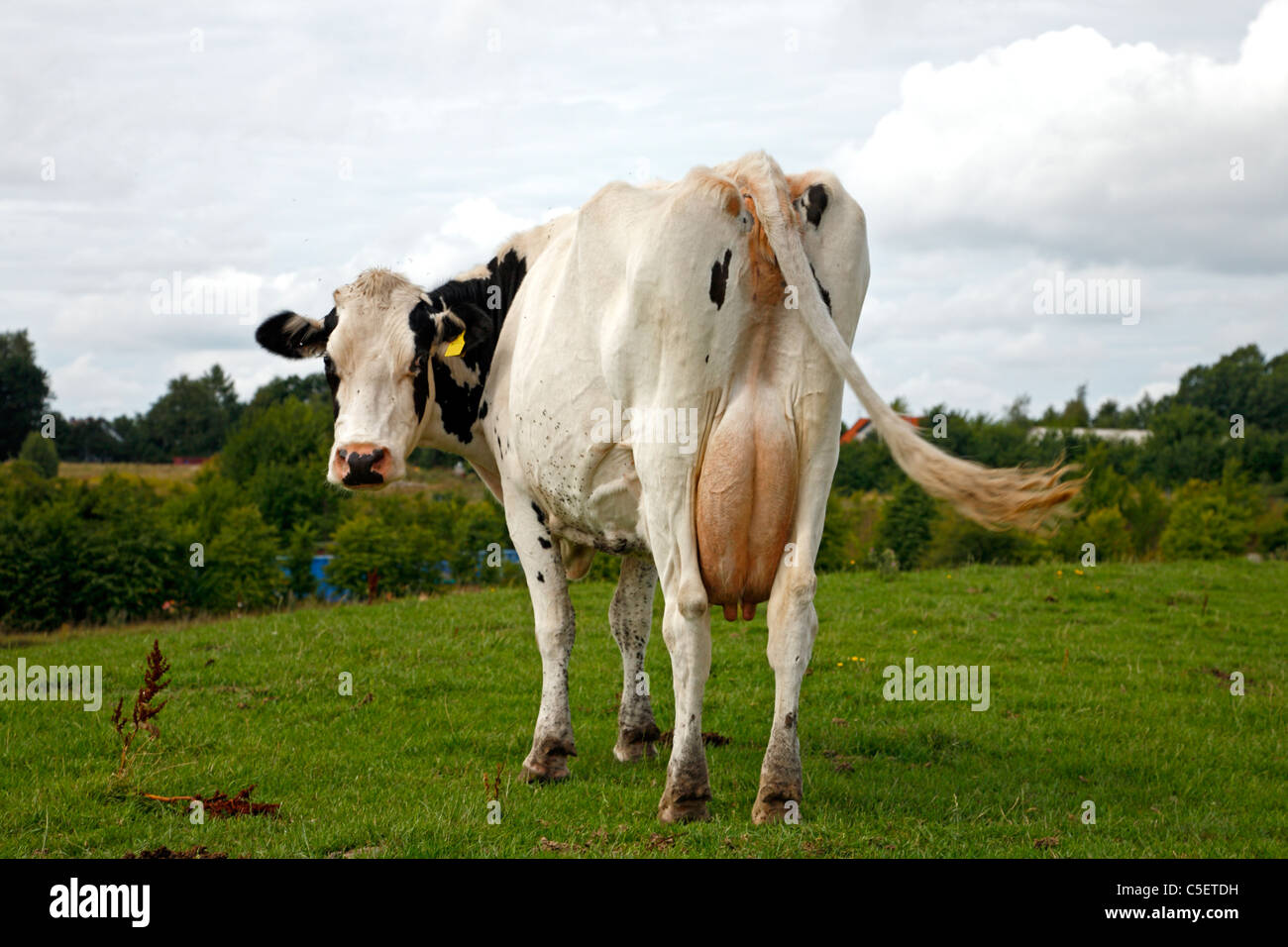 Behind of black and white cow with distended udder looking back at Stock Photo: 37820541  Alamy