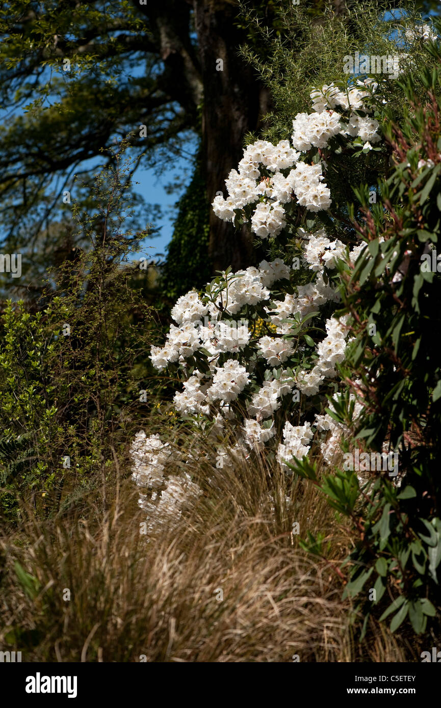 White Rhododendron in bloom at The Lost Gardens of Heligan in Cornwall,  England, United Kingdom Stock Photo - Alamy
