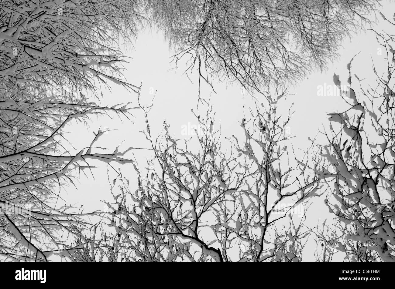 Ice covering tree branches hi-res stock photography and images - Alamy