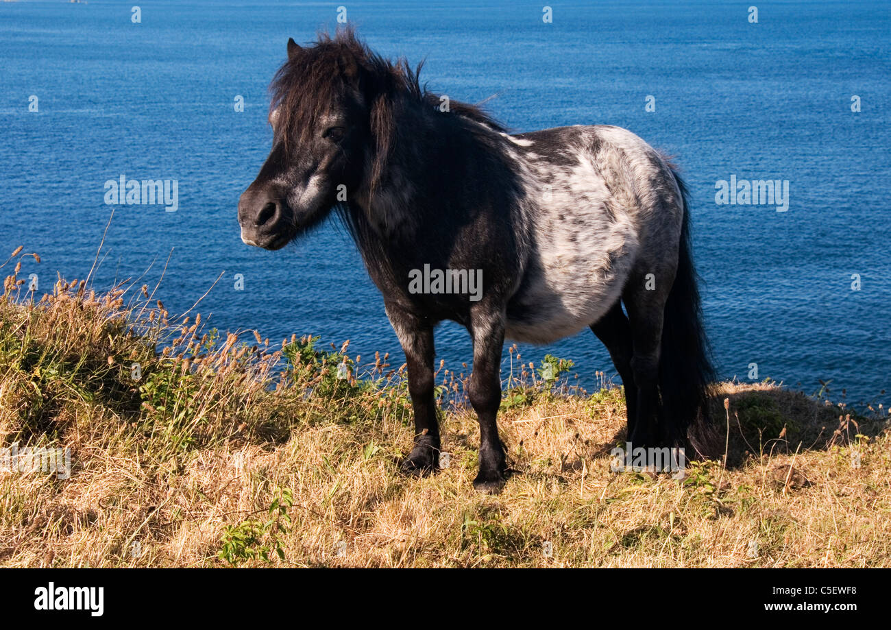 Shetland Pony put out to graze on Chynhalls Point Coverack Cornwall England UK Stock Photo