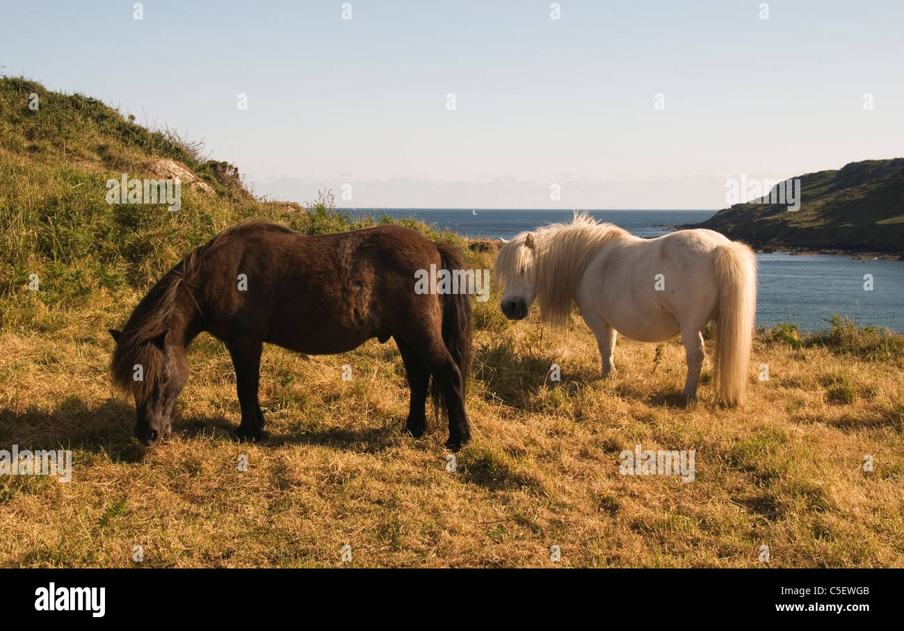 Shetland Ponies put out to graze on Chynhalls Point Coverack Cornwall England UK Stock Photo