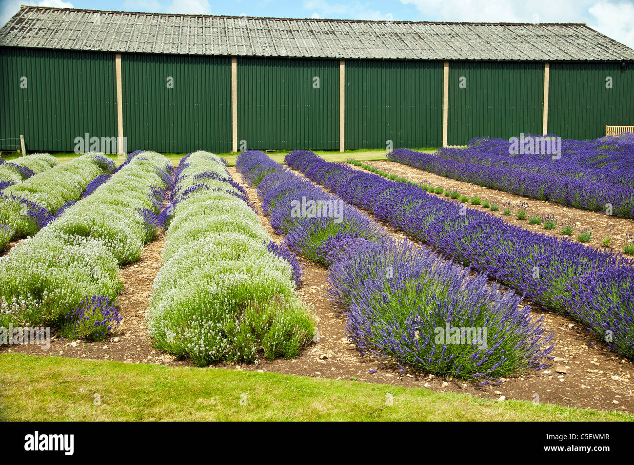 cotswold lavender grown for profit at Snowshill.landscape format.copy space. Stock Photo
