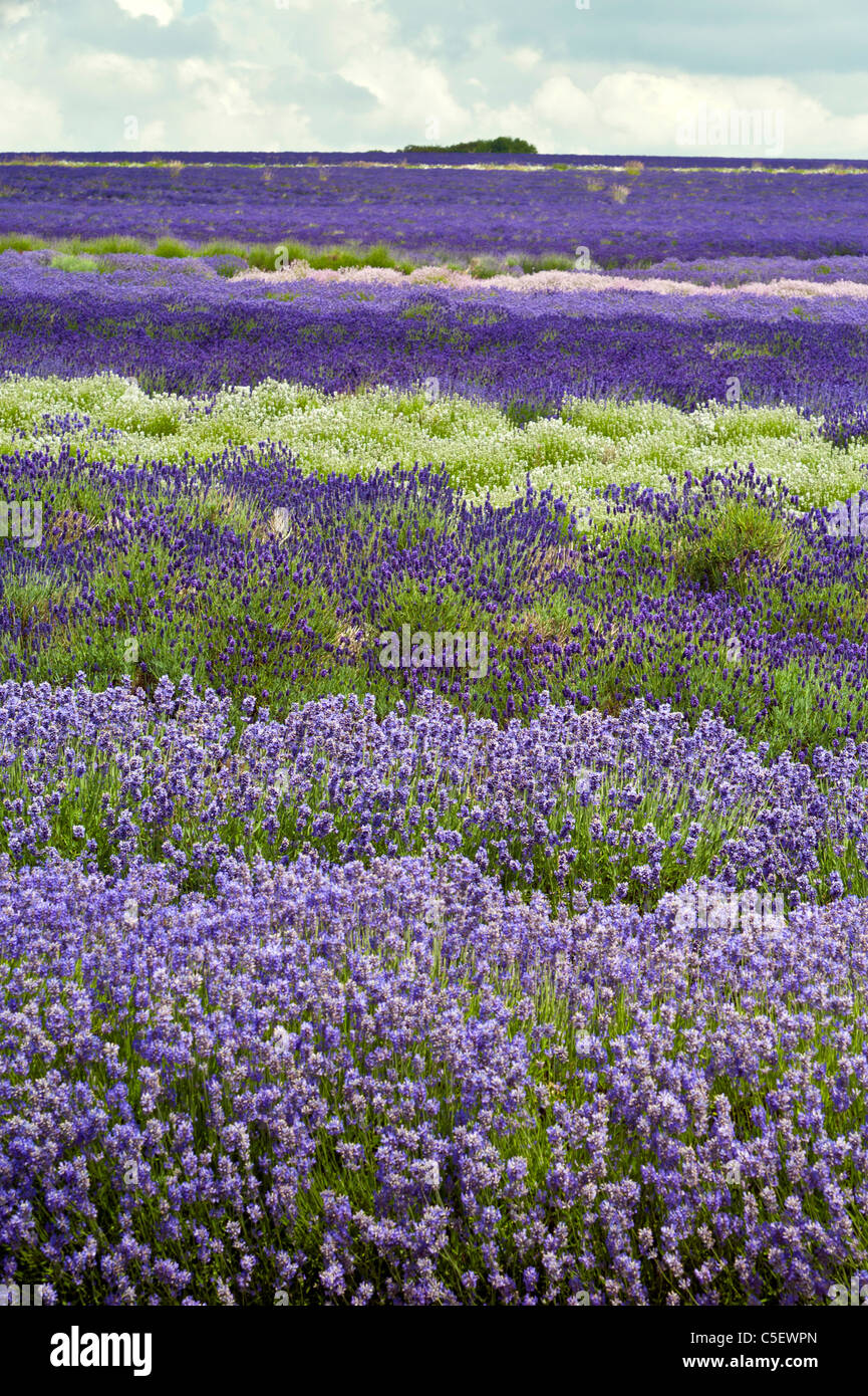 cotswold lavender growing at Snowshill.upright image.copy space. Stock Photo
