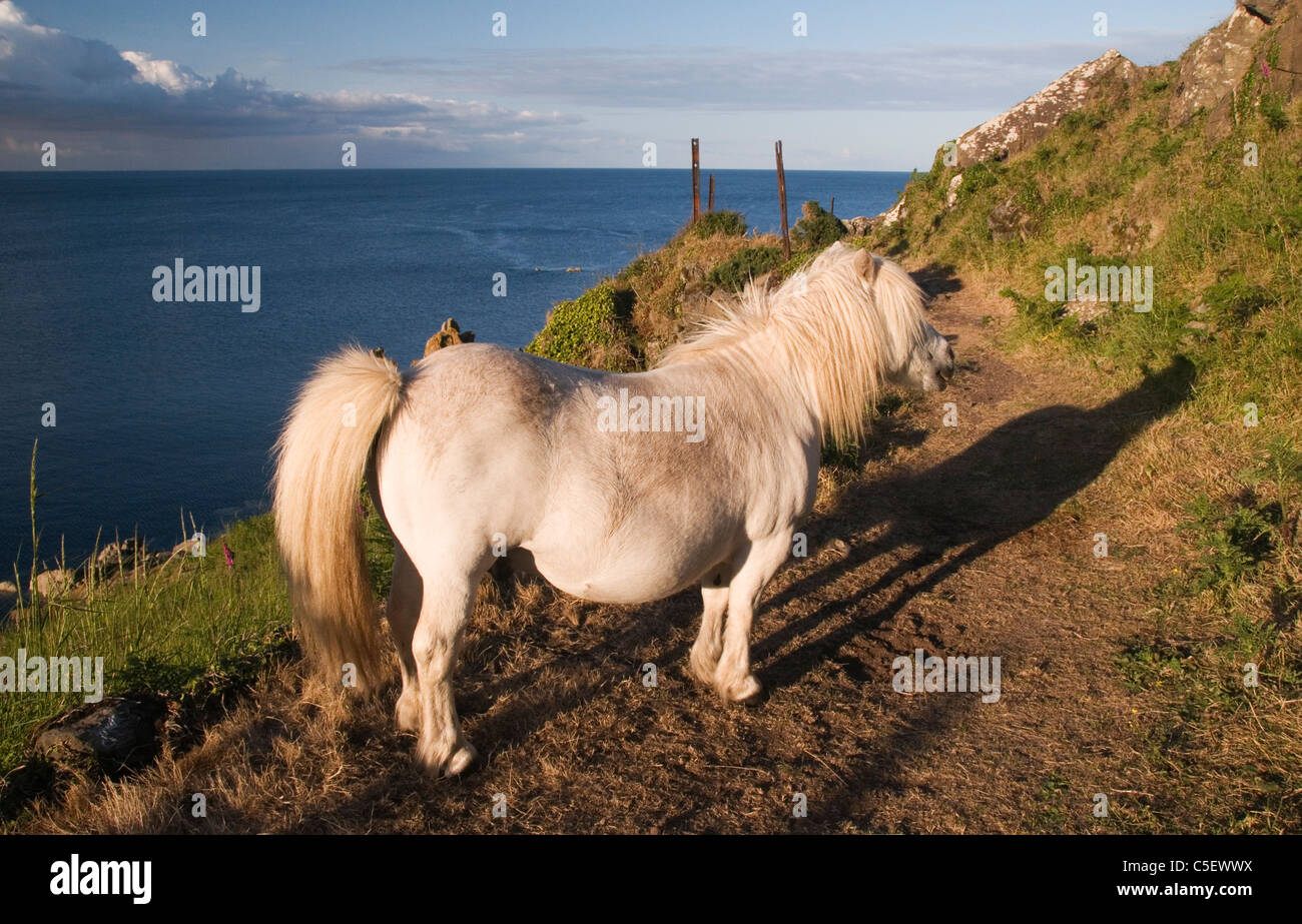 Shetland Pony put out to graze on Chynhalls Point Coverack Cornwall England UK Stock Photo